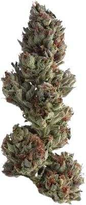 Runtz Nug Image